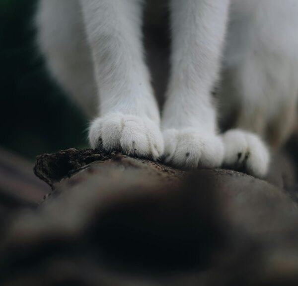 Operational Footprint Classification Log: 622447645, 910956505, 620630759, 906423077,&hellip;